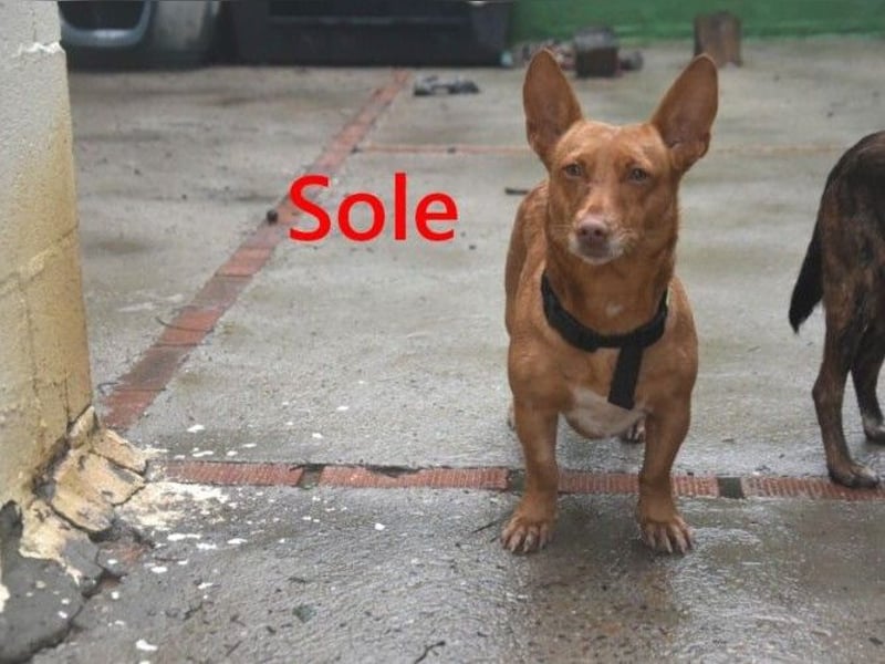 Sole geb. 03/2024 (ESP) - kleiner Traumhund sucht Pflegestelle oder FürImmerZuhause!