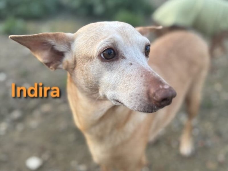 Indira geb. 03/2023 (ESP) - wunderschöne und liebevolle Podenca!