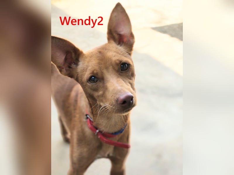 Wendy2 geb. 06/2024 (ESP) - soziale und verspielte, sehr hübsche Podenca Andaluz!
