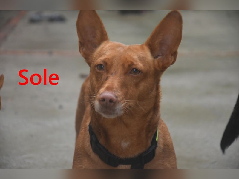 Sole geb. 03/2024 (ESP) - Mini-Podenca sucht ihre Familie!