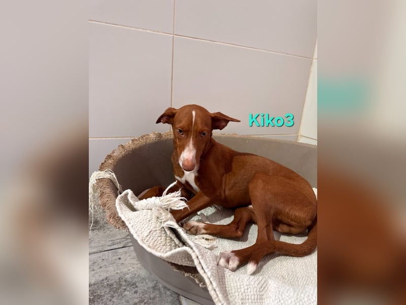 Kiko geb. 10/2025 (ESP) - zauberhafter, gut gelaunter Podenco-Junge!