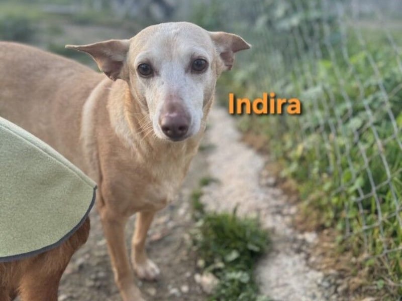 Indira geb. 03/2023 (ESP) - wunderschöne und liebevolle Podenca!