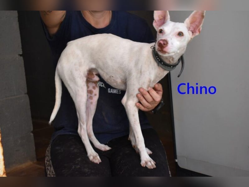 Chino geb. 11/2025 (ESP) - unbeschwerter Podencowelpe sucht liebevolle Familie!
