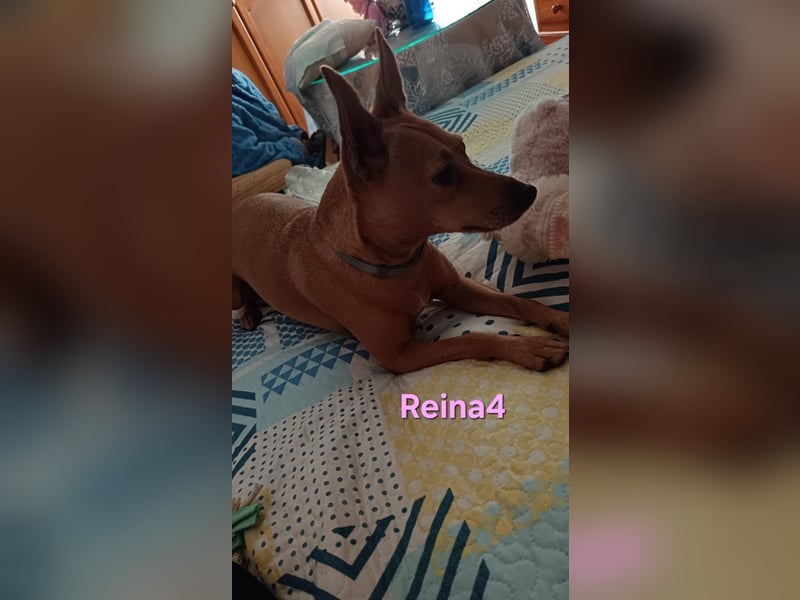 DRINGEND! Reina4 geb. 10/2022 (ESP) - treue Seele braucht neues Zuhause!