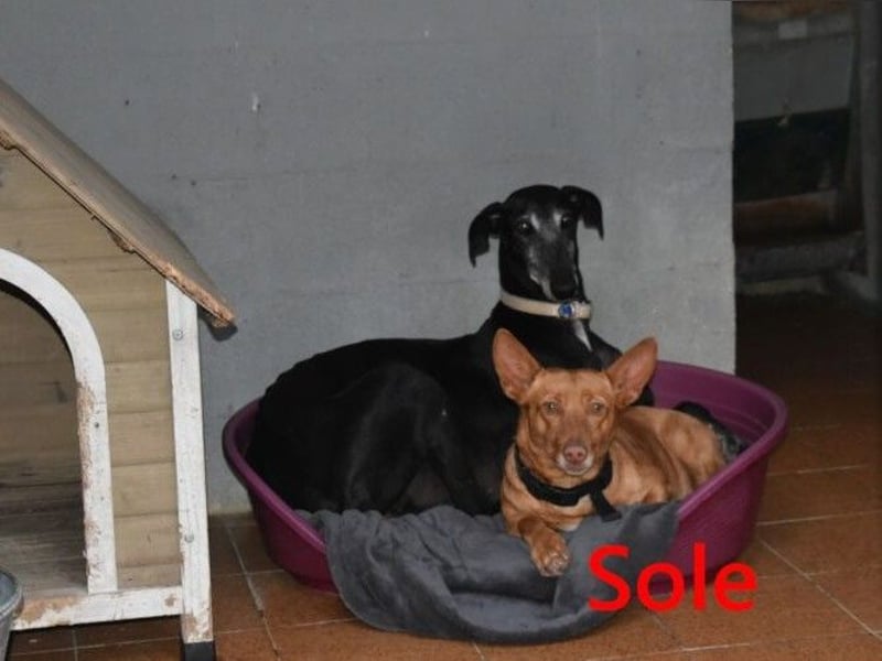 Sole geb. 03/2024 (ESP) - kleiner Traumhund sucht Pflegestelle oder FürImmerZuhause!