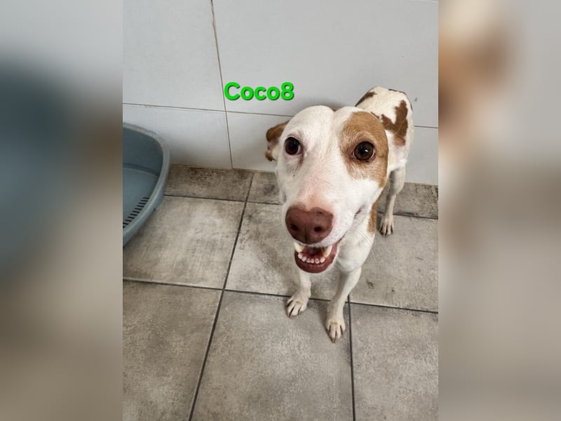 DRINGEND! Coco8 geb. 10/2019 (ESP) - wir brauchen Eure Mithilfe!