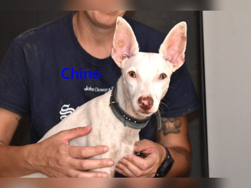 Chino geb. 11/2025 (ESP) - unbeschwerter Podencowelpe sucht liebevolle Familie!