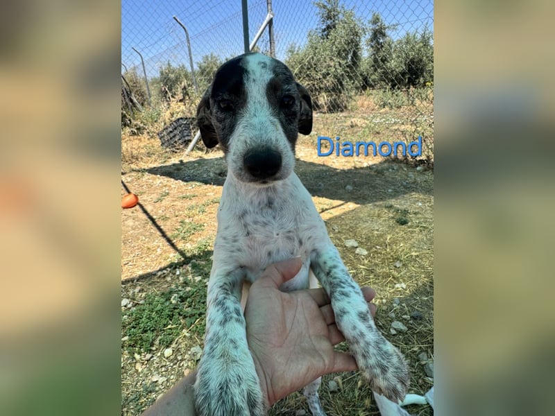 Diamond geb. 03/2026 (ESP) - unkomplizierter Podenco Welpe sucht seinen Komplizen!