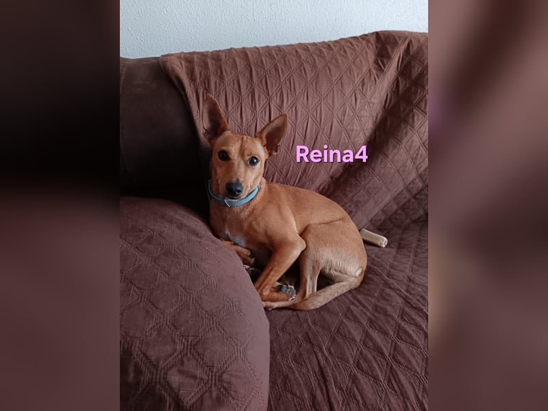 DRINGEND! Reina4 geb. 10/2022 (ESP) - treue Seele braucht neues Zuhause!