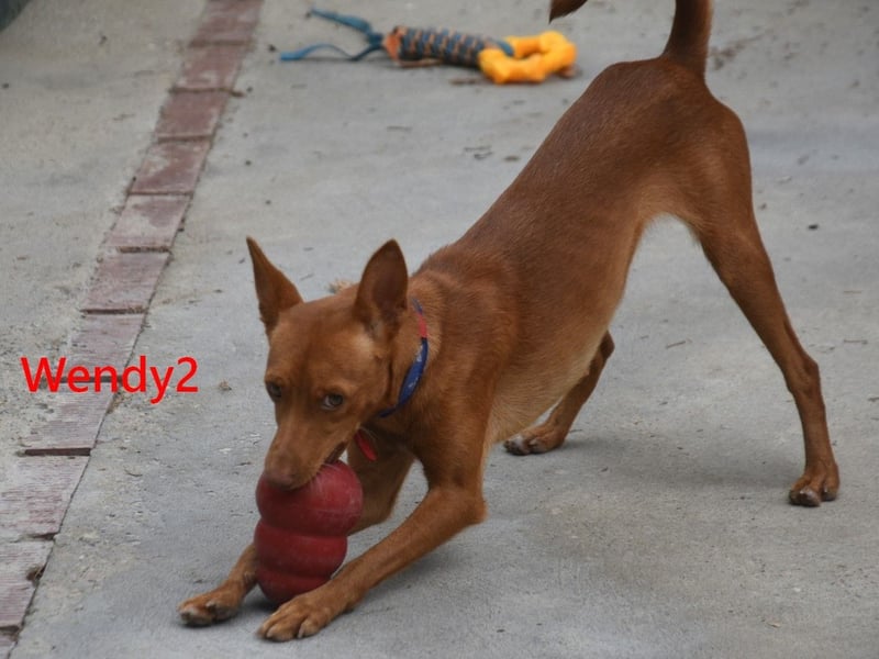 Wendy2 geb. 06/2024 (ESP) - soziale und verspielte, sehr hübsche Podenca Andaluz!