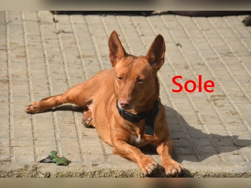 Sole geb. 03/2024 (ESP) - Mini-Podenca sucht ihre Familie!