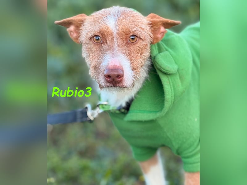 Rubio3 geb. 12/2024 (ESP) - freundlicher, kleiner Podenco-Rüde sucht sein Körbchen!