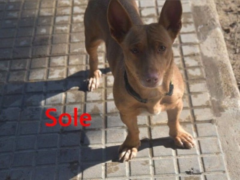 Sole geb. 03/2024 (ESP) - kleiner Traumhund sucht Pflegestelle oder FürImmerZuhause!