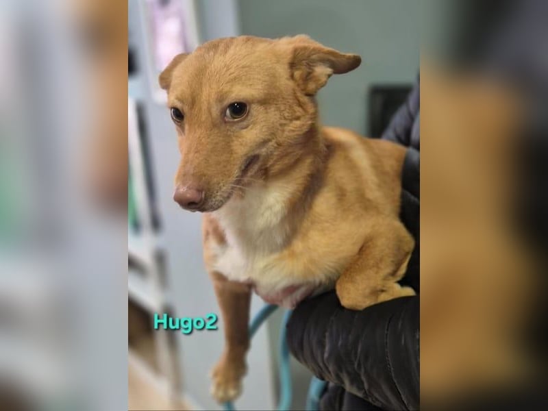 Hugo2 geb. 01/2025 (ESP) - verschmuster Podencojunge sucht liebevolle Familie!