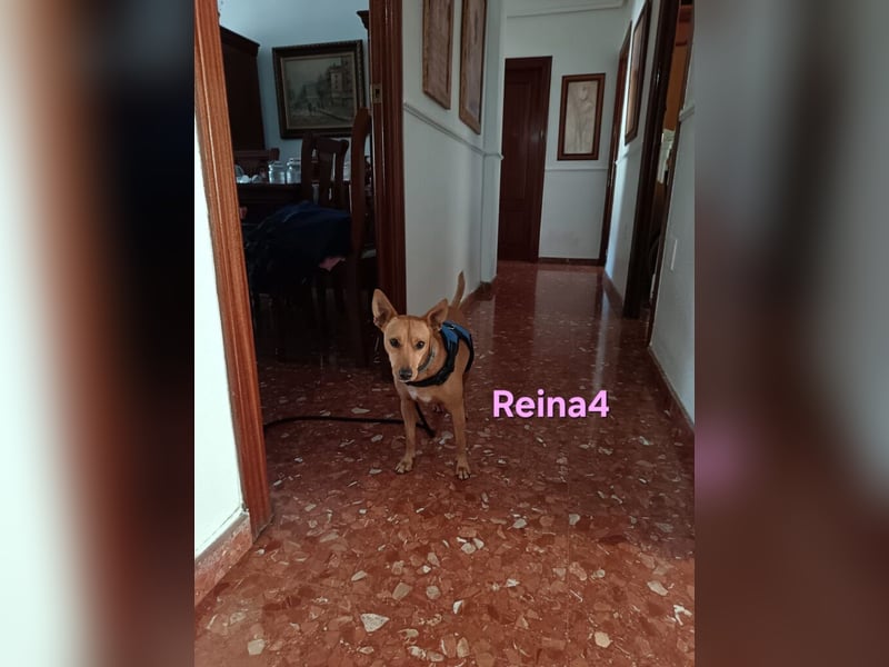 DRINGEND! Reina4 geb. 10/2022 (ESP) - treue Seele braucht neues Zuhause!