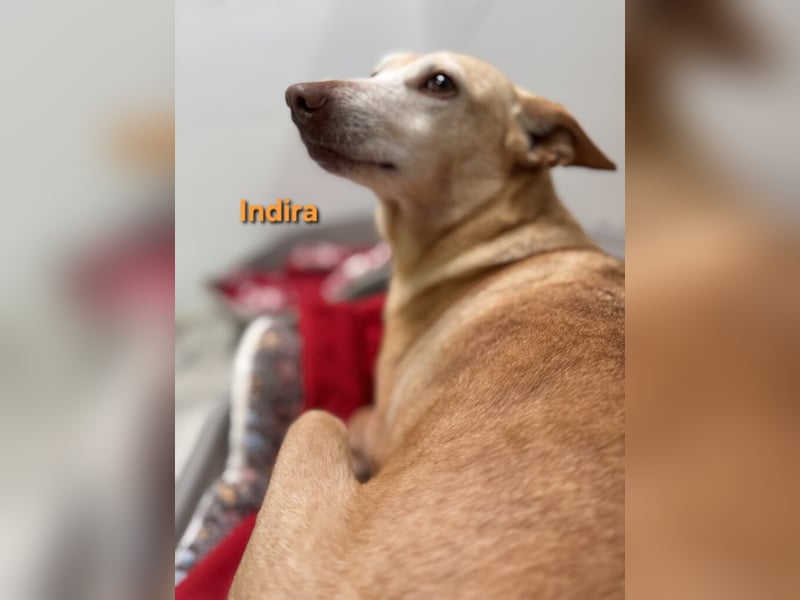 Indira geb. 03/2023 (ESP) - wunderschöne und liebevolle Podenca!