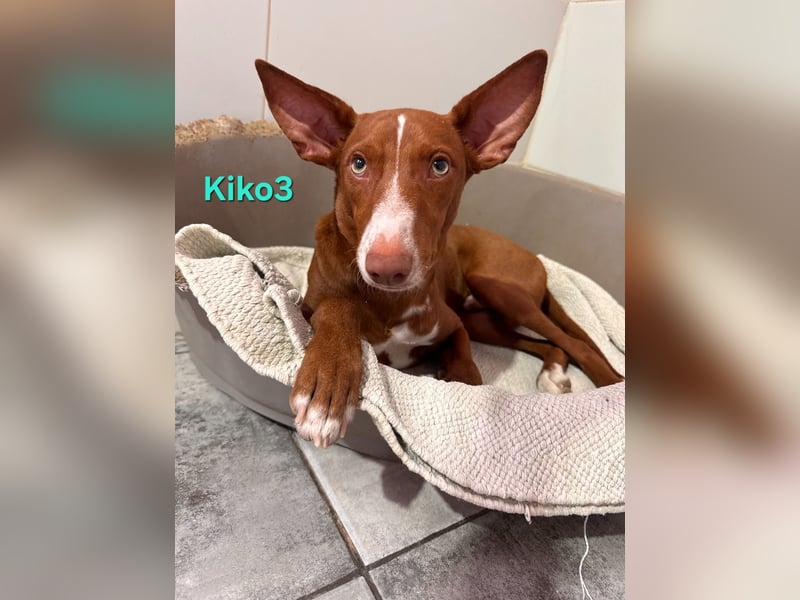 Kiko geb. 10/2025 (ESP) - zauberhafter, gut gelaunter Podenco-Junge!
