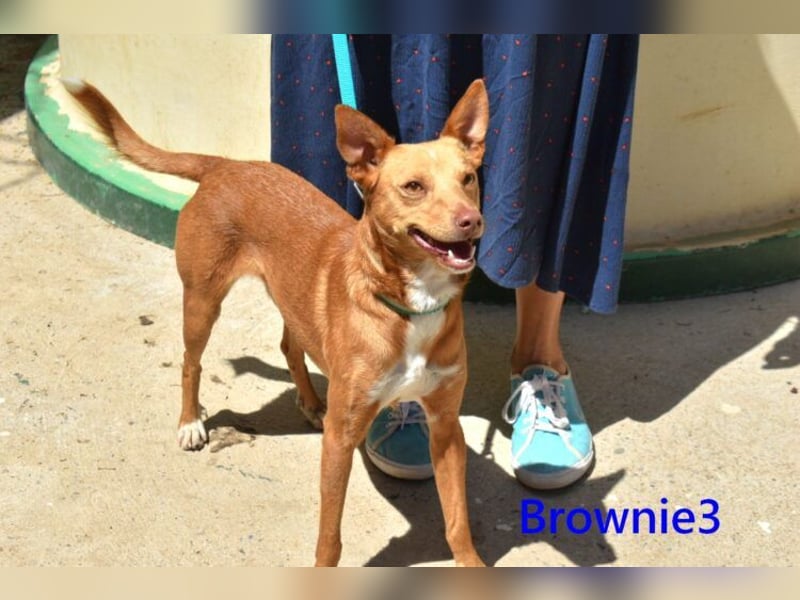 Brownie3 geb. 08/2025 (ESP) - gutgelaunter und fröhlicher Podenco!