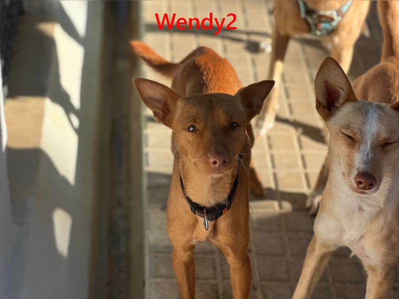 Wendy2 geb. 06/2024 (ESP) - soziale und verspielte, sehr hübsche Podenca Andaluz!
