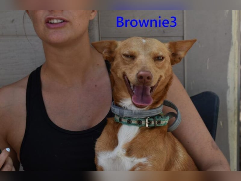 Brownie3 geb. 08/2025 (ESP) - gutgelaunter und fröhlicher Podenco!