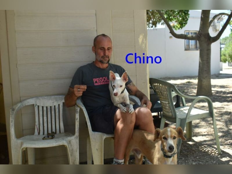 Chino geb. 11/2025 (ESP) - unbeschwerter Podencowelpe sucht liebevolle Familie!