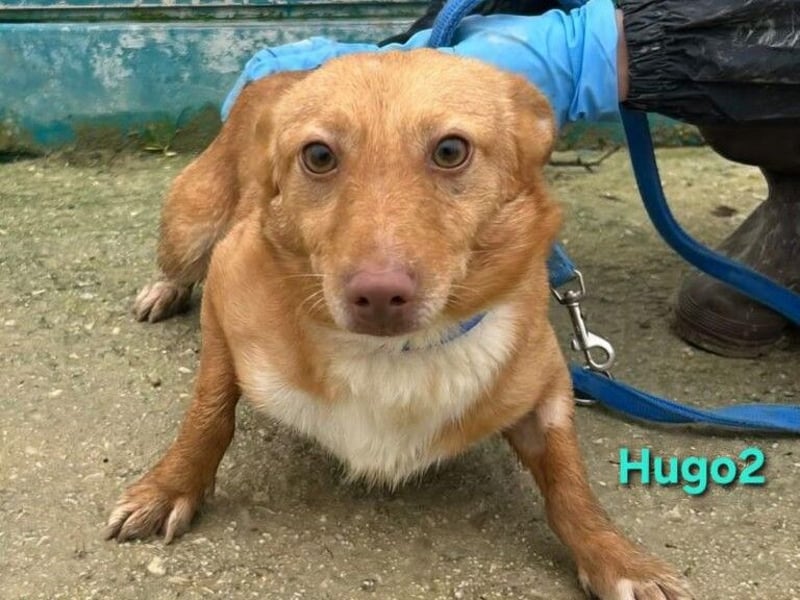 Hugo2 geb. 01/2025 (ESP) - verschmuster Podencojunge sucht liebevolle Familie!