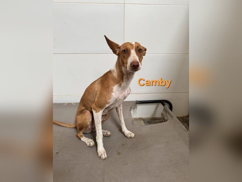 Camby geb. 01/2025 (ESP) - liebevolle, zugewandte Podenca sucht ihre Familie!