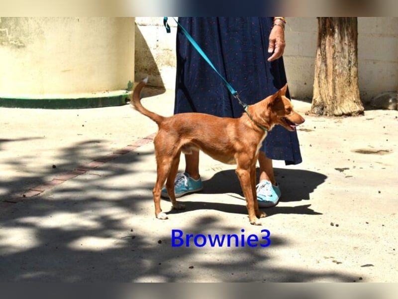 Brownie3 geb. 08/2025 (ESP) - gutgelaunter und fröhlicher Podenco!