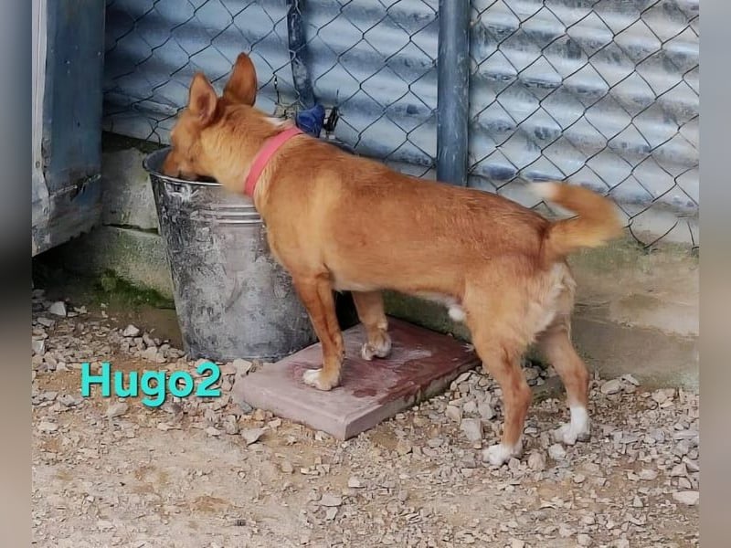 Hugo2 geb. 01/2025 (ESP) - verschmuster Podencojunge sucht liebevolle Familie!