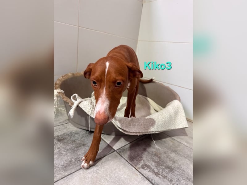 Kiko geb. 10/2025 (ESP) - zauberhafter, gut gelaunter Podenco-Junge!