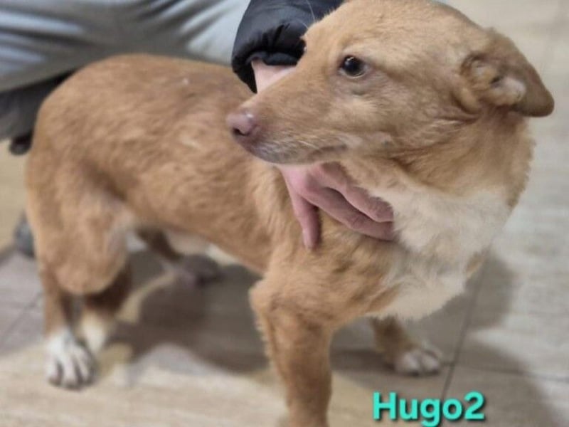 Hugo2 geb. 01/2025 (ESP) - verschmuster Podencojunge sucht liebevolle Familie!