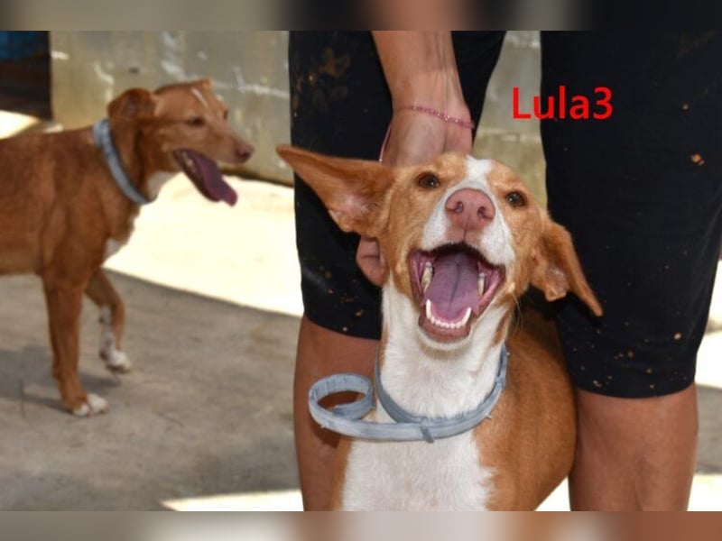 Lula3 geb. 08/2024 (ESP) - goldiges, schüchternes Hundemädchen!