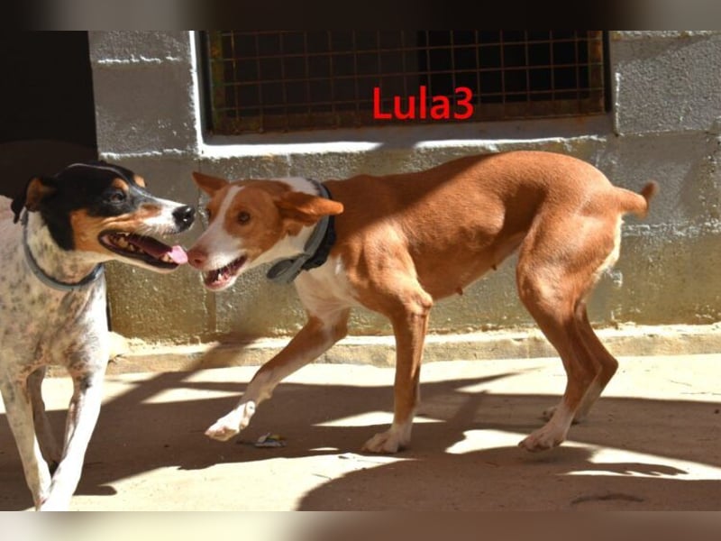 Lula3 geb. 08/2024 (ESP) - goldiges, schüchternes Hundemädchen!