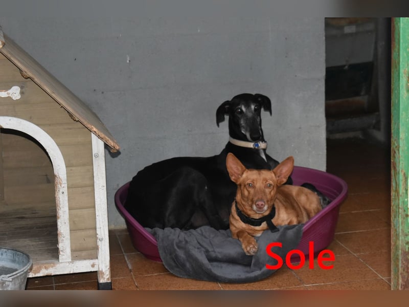 Sole geb. 03/2024 (ESP) - Mini-Podenca sucht ihre Familie!