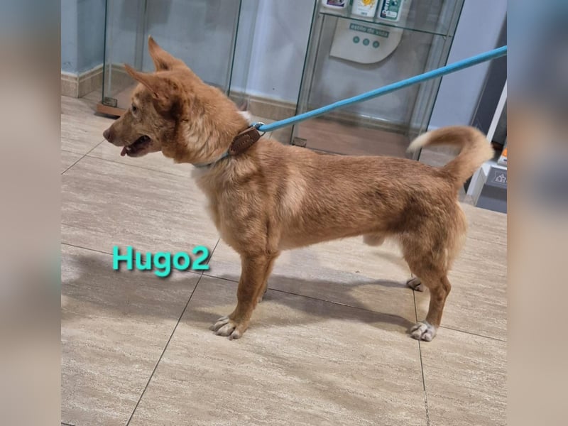 Hugo2 geb. 01/2025 (ESP) - verschmuster Podencojunge sucht liebevolle Familie!