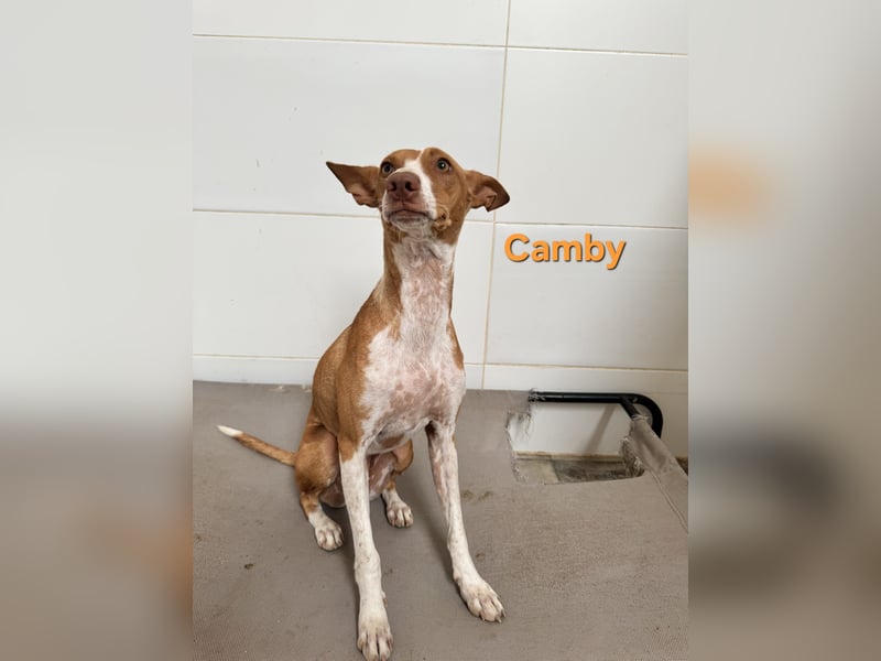 Camby geb. 01/2025 (ESP) - liebevolle, zugewandte Podenca sucht ihre Familie!