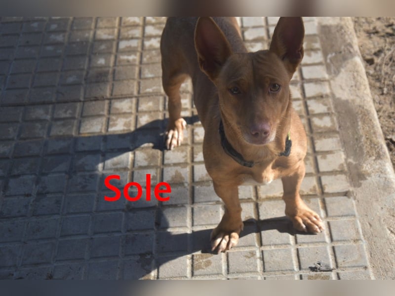 Sole geb. 03/2024 (ESP) - Mini-Podenca sucht ihre Familie!