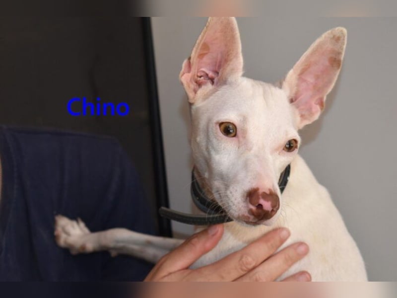 Chino geb. 11/2025 (ESP) - unbeschwerter Podencowelpe sucht liebevolle Familie!