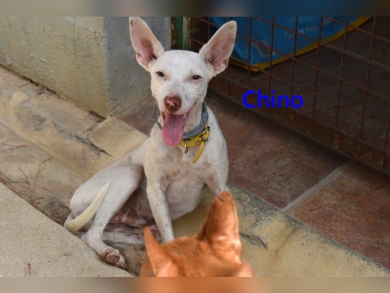 Chino geb. 11/2025 (ESP) - unbeschwerter Podencowelpe sucht liebevolle Familie!