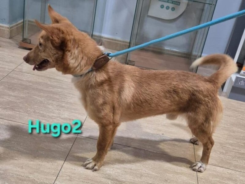 Hugo2 geb. 01/2025 (ESP) - verschmuster Podencojunge sucht liebevolle Familie!