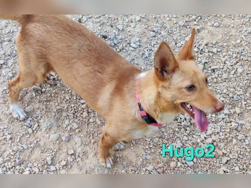 Hugo2 geb. 01/2025 (ESP) - verschmuster Podencojunge sucht liebevolle Familie!