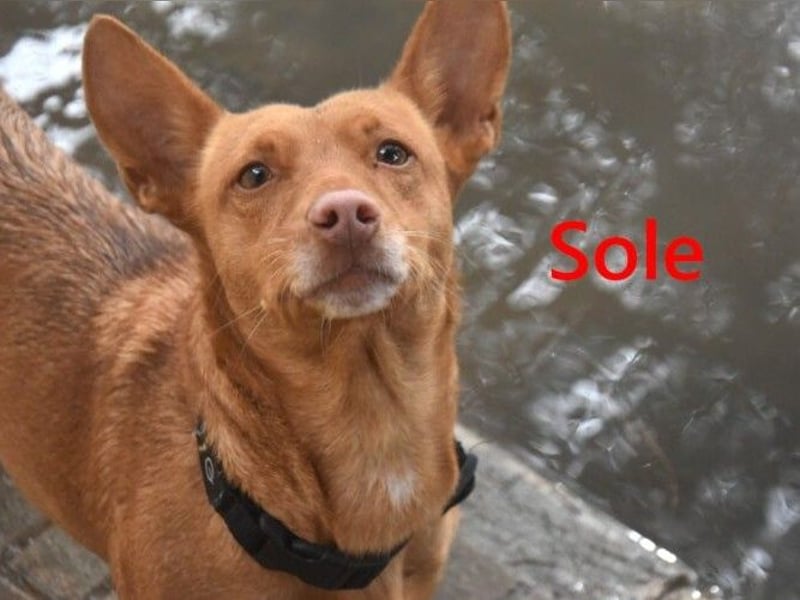 Sole geb. 03/2024 (ESP) - kleiner Traumhund sucht Pflegestelle oder FürImmerZuhause!