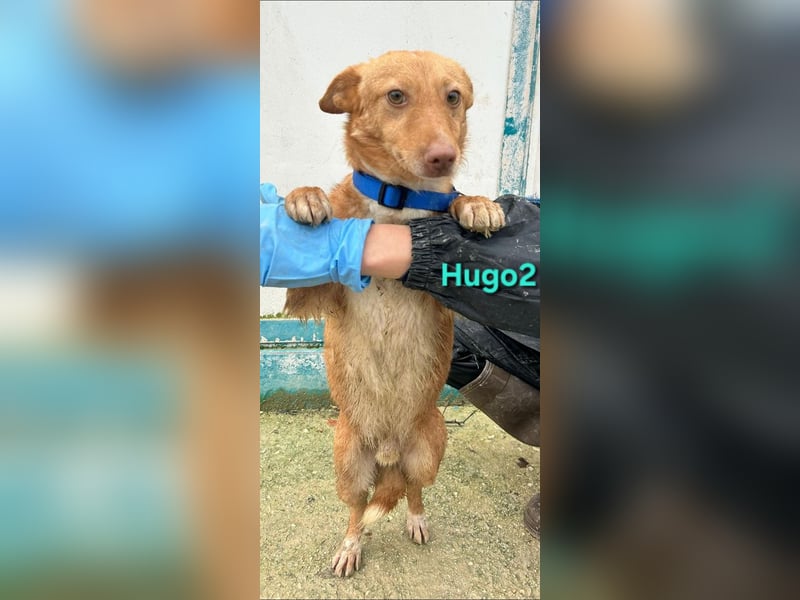 Hugo2 geb. 01/2025 (ESP) - verschmuster Podencojunge sucht liebevolle Familie!