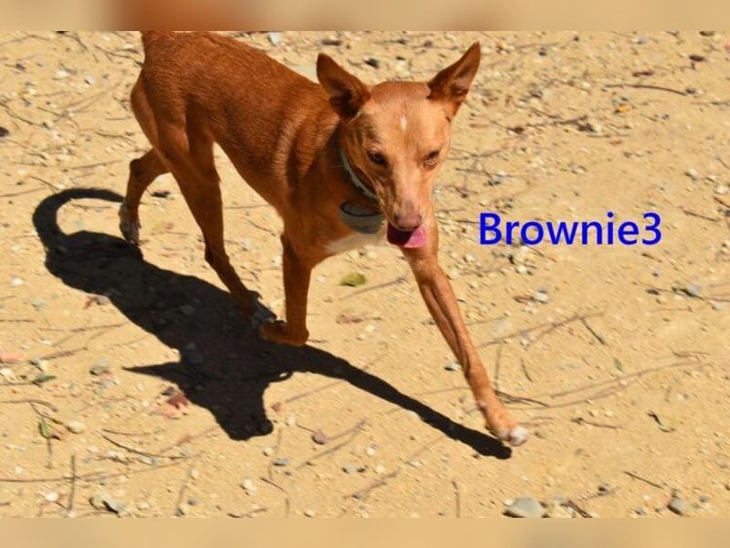 Brownie3 geb. 08/2025 (ESP) - gutgelaunter und fröhlicher Podenco!