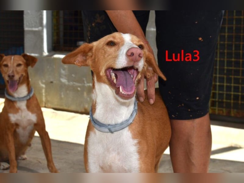 Lula3 geb. 08/2024 (ESP) - goldiges, schüchternes Hundemädchen!