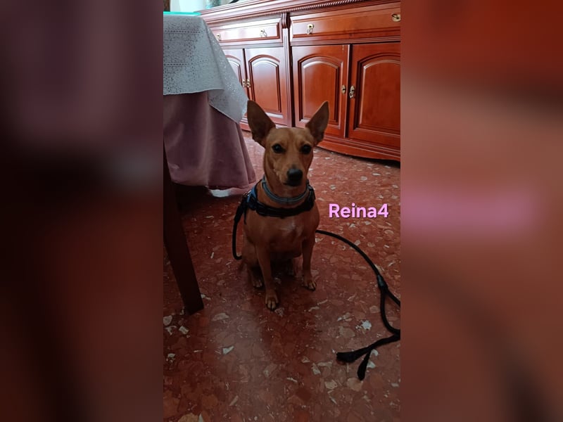 DRINGEND! Reina4 geb. 10/2022 (ESP) - treue Seele braucht neues Zuhause!