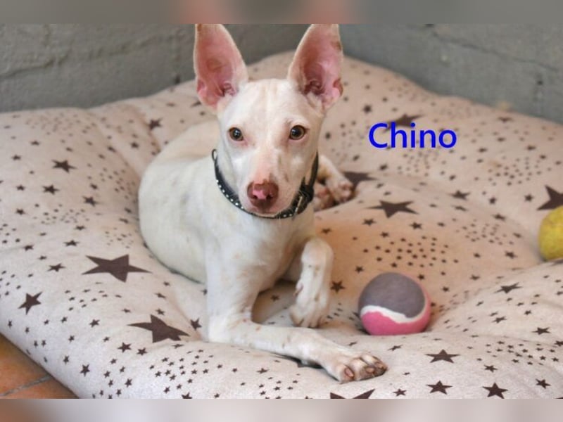 Chino geb. 11/2025 (ESP) - unbeschwerter Podencowelpe sucht liebevolle Familie!