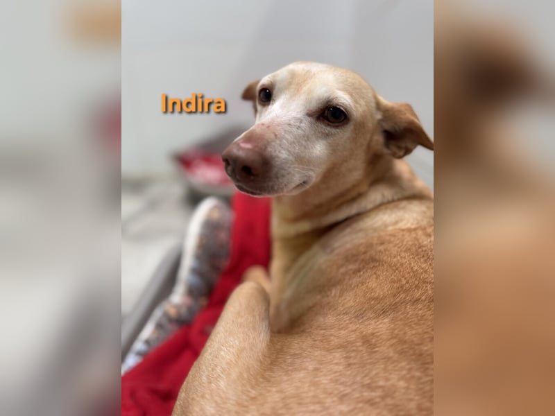 Indira geb. 03/2023 (ESP) - wunderschöne und liebevolle Podenca!