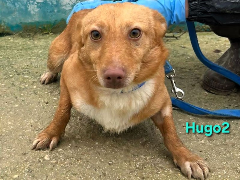 Hugo2 geb. 01/2025 (ESP) - verschmuster Podencojunge sucht liebevolle Familie!