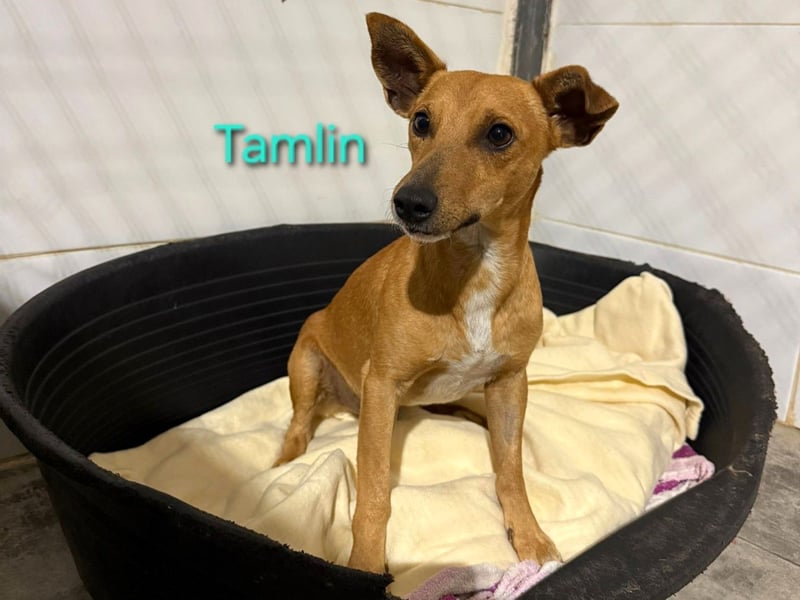 Tamlin geb. 07/2020 (ESP) - sehr liebevoller, edler und sanfter, kleiner Podenco!